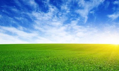 Green field and sun.