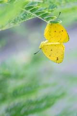 papillons jaunes