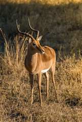 Impala , South Africa