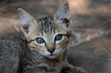 Obraz premium Focus eye's cat