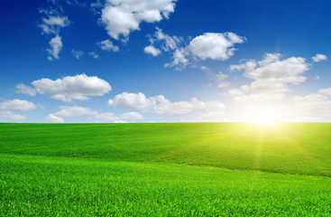 Green field and sun.