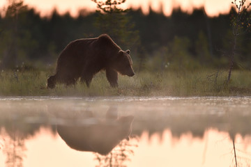 brown bear in scenic landscape