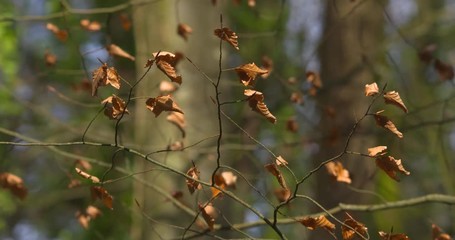 Withered brown autumn leaves in green forest sunshine - Powered by Adobe