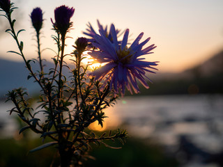 Blue flower at sunset of the sunset near the river