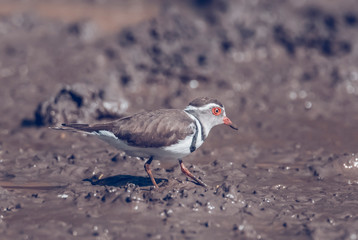  Three banded plover,in swamp environment, South Africa