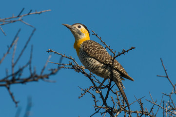 Pampas Flicker, La Pampa, Patagonia, Colaptes campestris, Argentina