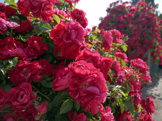 Red rose flower blooming in roses garden on background red roses flowers.