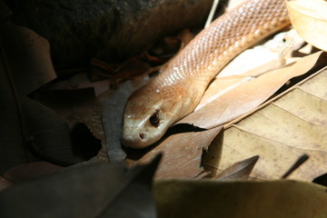 Fototapeta premium closeup of snake