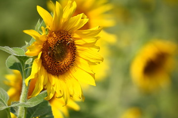 Focus on one sun flower and blurred background. Yellow and orange flowers background.