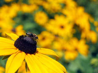 Beautiful and amazing Bright and Colorful Flowers