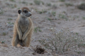meerkat suricata suricatta