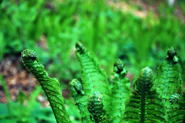Beautiful and amazing Bright and Colorful Flowers