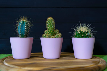 three mini cactus in pots