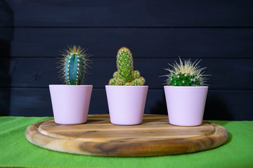 three mini cactus in pots