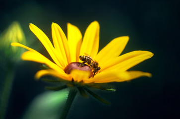 Beautiful and amazing Bright and Colorful Flowers