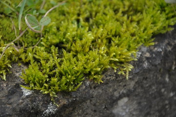 Moss texture. Moss background. Green moss on grunge texture, background