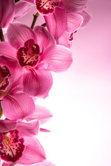 Beautiful tiger orchid rose colour isolated
