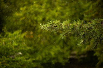 Branch of green pinetree under the summer rain