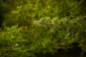 Branch of green pinetree under the summer rain