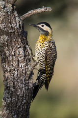 Pampas Flicker, La Pampa, Patagonia, Colaptes campestris, Argentina