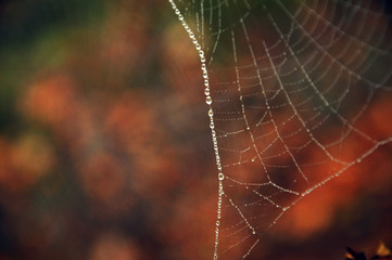 dew on a spider web in autumn forest