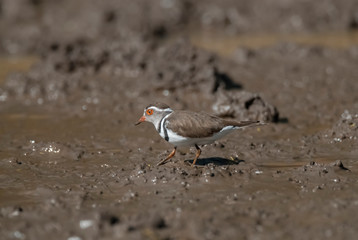  Three banded plover,in swamp environment, South Africa