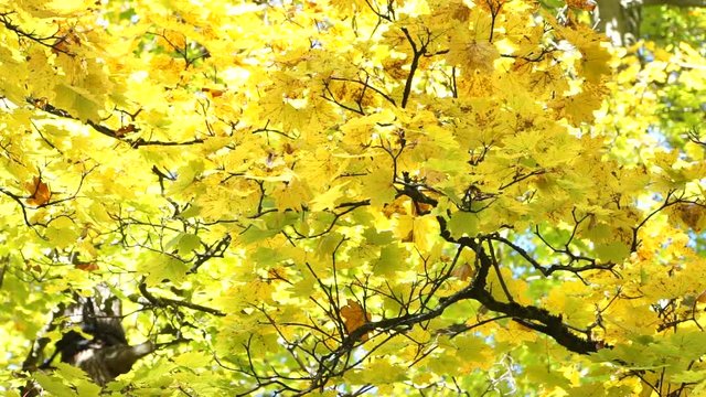 Baum mit gelben Blättern im Herbst