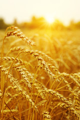 Fototapeta premium Wheat field on sun.