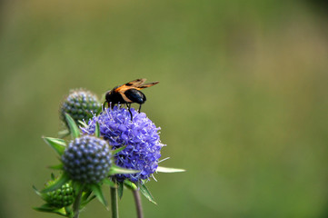 Blue flowers from garlic, with a fly.