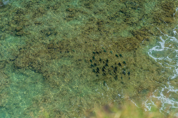 banc de poissons dans le lagon