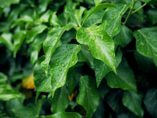 water drop in morning on leaf with sun light,vintage dark tone.