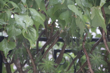 View to tree in window and balcony