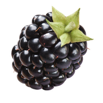 Brombeere freigestellt