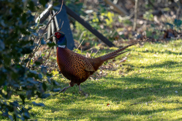 Male pheasant on an island in Holland in Spring