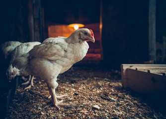 chicken