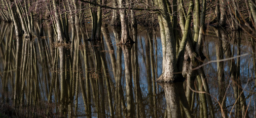 Reflection of trees on flooded land in Spring