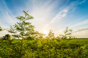 Thailand's Countryside11