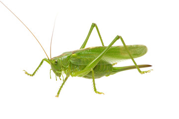 Green locust isolated on white