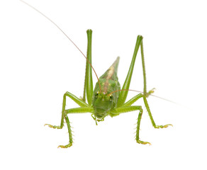 Green locust isolated on white