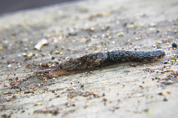 A dark slug crawls on dark aged wood
