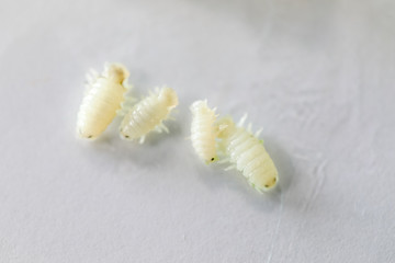 Isopoda (class Crustacea), Isopods live in the sea, in fresh water, Isopods have a chitinous exoskeleton and jointed limbs for education in Lab.