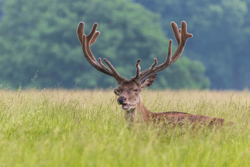 Male deer with large antlers in the grass - animal looks to be smiling
