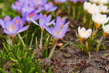 First spring flowers