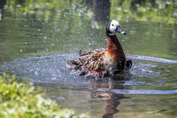Waterbird splashing in a pond