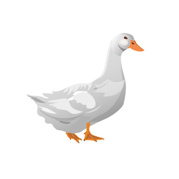Domestic white duck