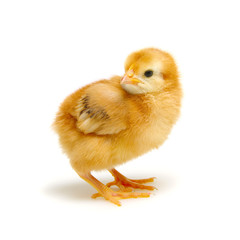 cute little newborn chickens