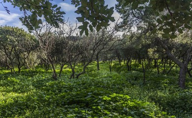 Olive trees in Acropolis, Greece