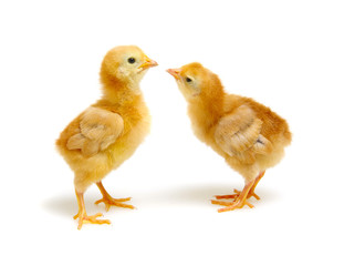  little newborn chickens isolated on white background