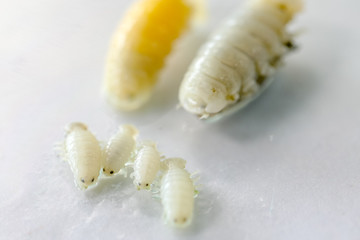 Isopoda (class Crustacea), Isopods live in the sea, in fresh water, Isopods have a chitinous exoskeleton and jointed limbs for education in Lab.