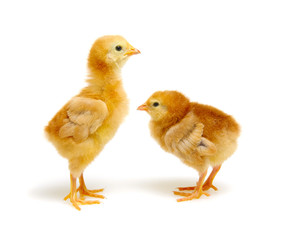 Chicks isolated on white